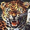 Tigers493's Avatar