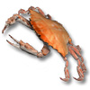 Crab's Avatar