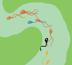 The Great Sperm Race Game